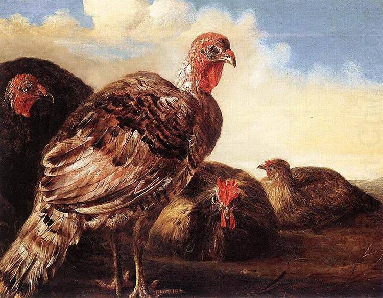 CUYP, Aelbert Domestic Fowl china oil painting image